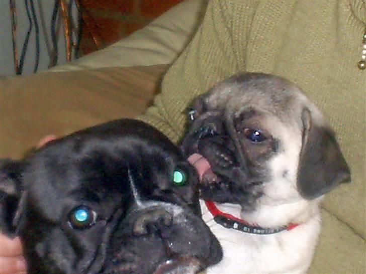 Mops Vera - Du har vidst ikke fået renset ører. Nu skal jeg!! billede 9