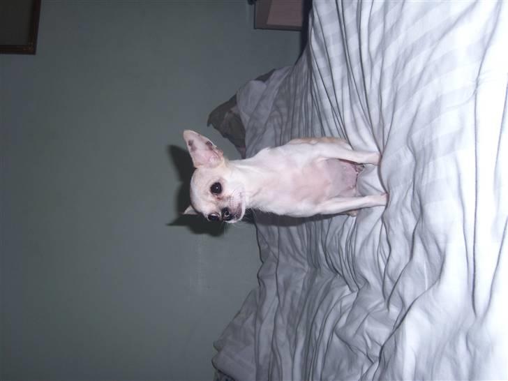 Chihuahua ¨˜”°º•Gucci•º°”˜¨ - Dronningen er ankommet <33 billede 5