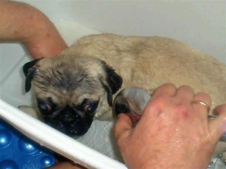 Mops Vera - ÅHHHH Nej!! billede 10