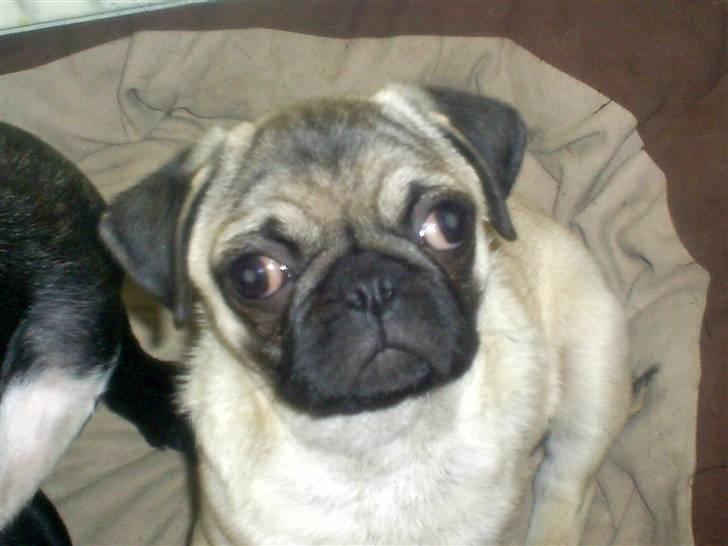 Mops Vera - 4 mdr gammel. Tillykke billede 11