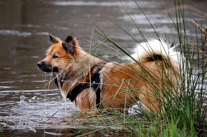 Islandsk fårehund Solargeisli Reiki - ææælsker vand billede 2