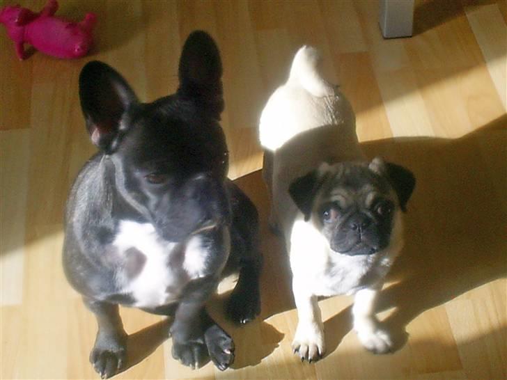 Mops Vera - Sofie og Vera billede 12