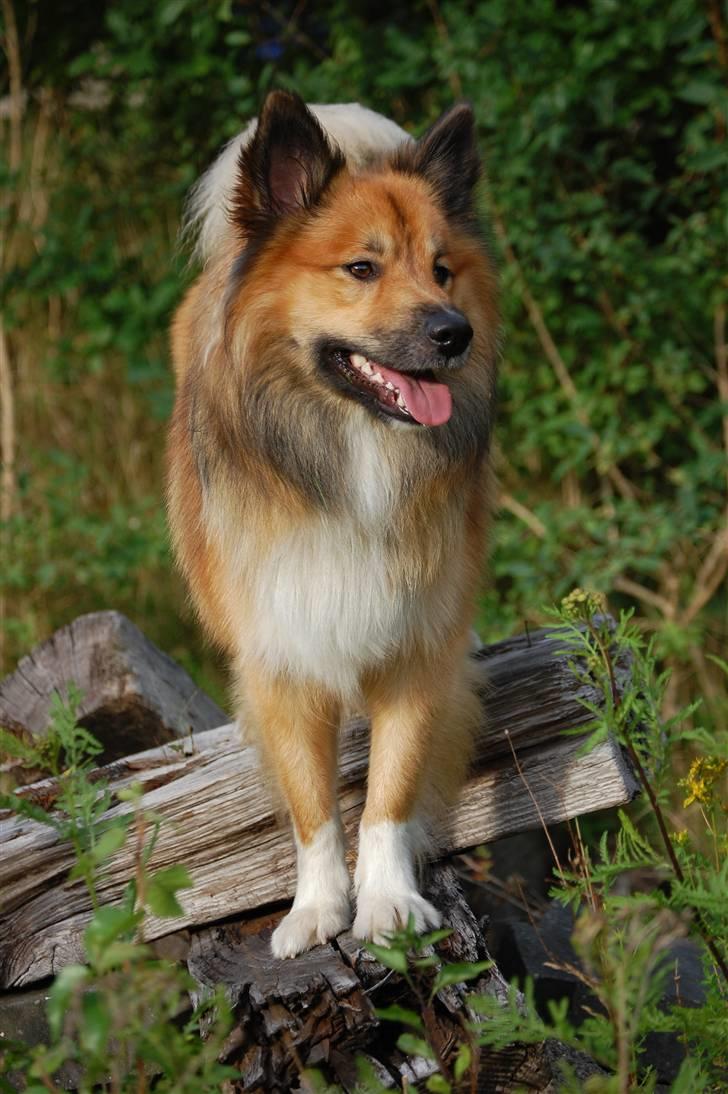 Islandsk fårehund Solargeisli Reiki billede 3