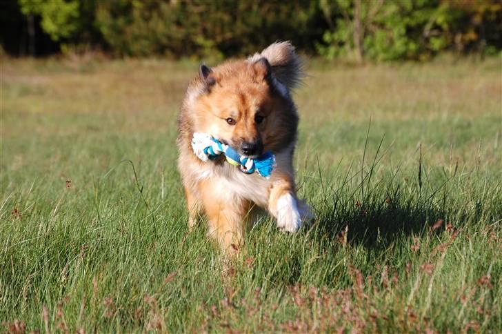 Islandsk fårehund Solargeisli Reiki billede 5