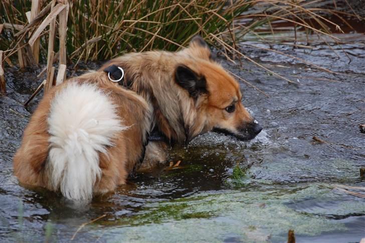 Islandsk fårehund Solargeisli Reiki - Min ven har endda egen "pool" -dejligt billede 6