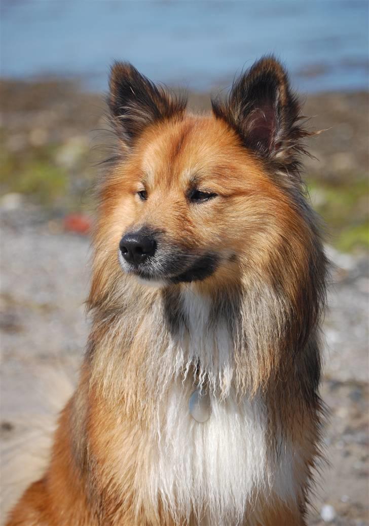 Islandsk fårehund Solargeisli Reiki - Reiki ved stranden billede 7