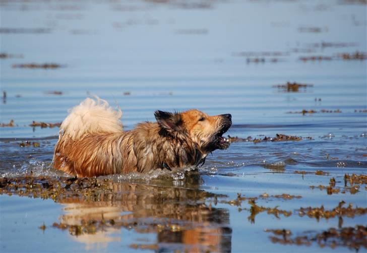 Islandsk fårehund Solargeisli Reiki - Det er MIN strand nu, og de måger kan godt bare forsvinde *GG* billede 8