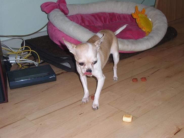 Chihuahua ¨˜”°º•Gucci•º°”˜¨ - Hihi , sødt ikke <33 billede 6