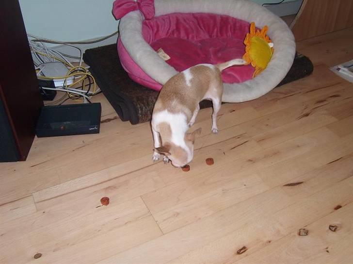 Chihuahua ¨˜”°º•Gucci•º°”˜¨ - Uhaa , Flere Endnu  billede 7