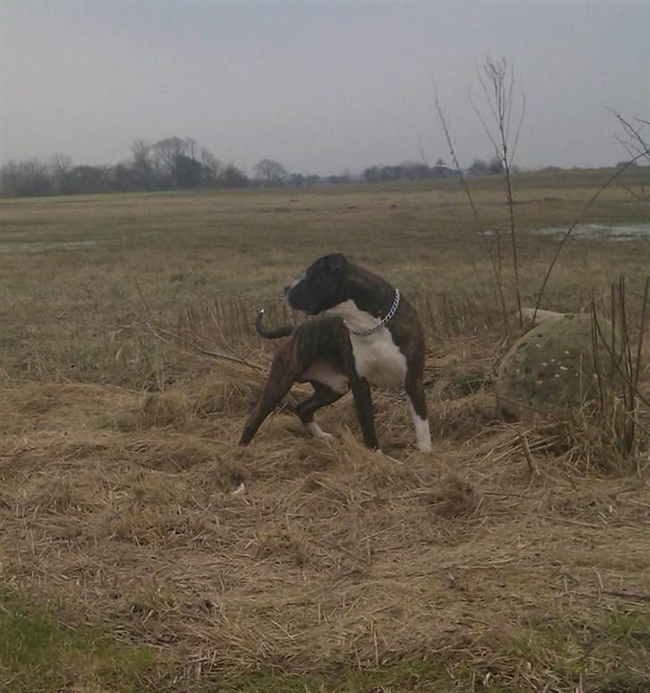 Amerikansk staffordshire terrier Jack (2004-2017)  billede 17