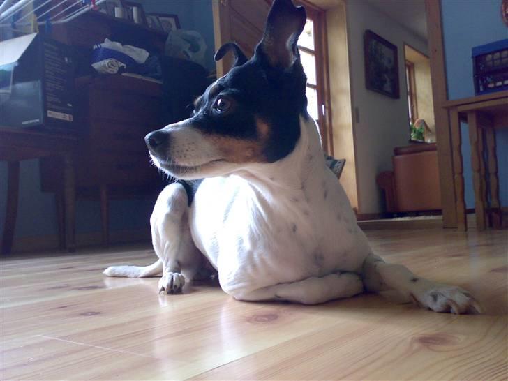 Dansk svensk gaardhund snoopy billede 10