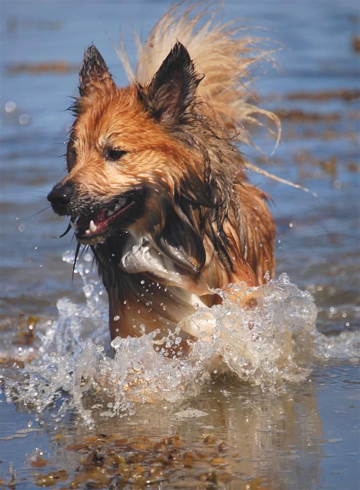 Islandsk fårehund Solargeisli Reiki - Nyder vandet ved Fjellerup strand billede 9