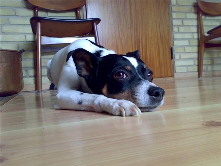 Dansk svensk gaardhund snoopy billede 11