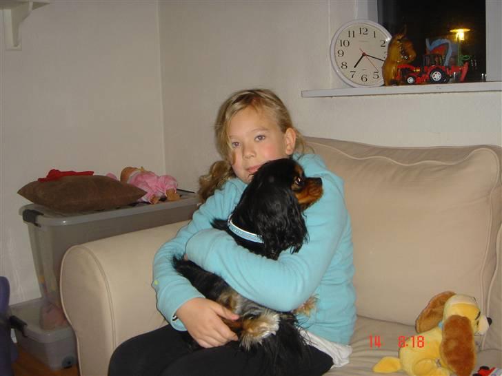 Cavalier king charles spaniel ladi - ladi og josephine billede 1