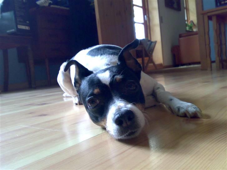 Dansk svensk gaardhund snoopy billede 12