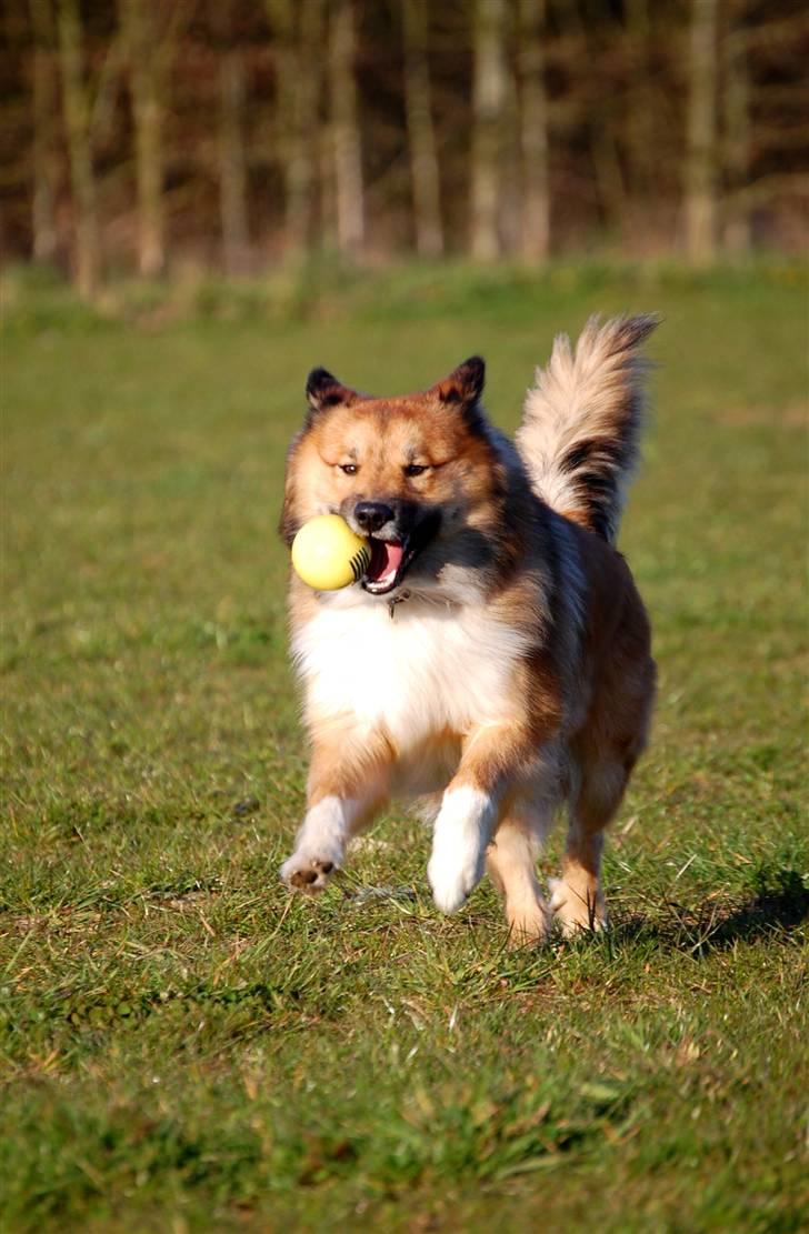 Islandsk fårehund Solargeisli Reiki billede 10