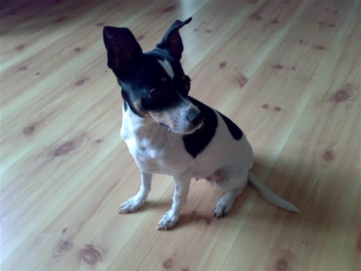 Dansk svensk gaardhund snoopy billede 13