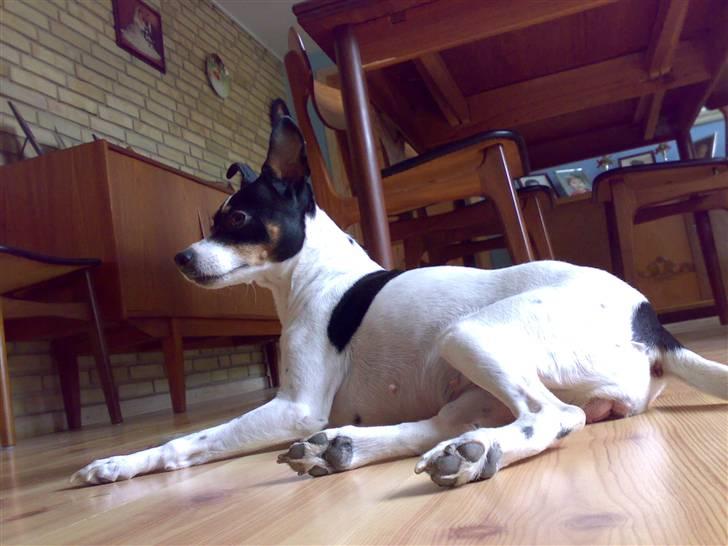 Dansk svensk gaardhund snoopy billede 14