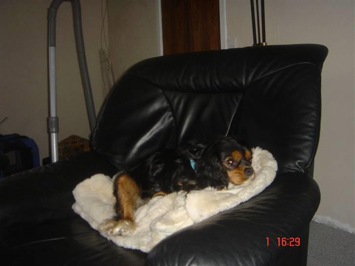 Cavalier king charles spaniel ladi - ladi når hun har det bedst billede 2