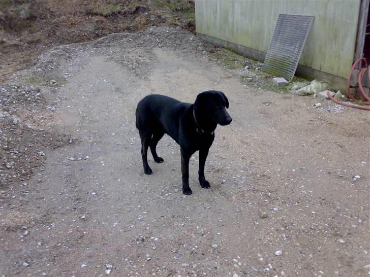 Blanding af racer Rollo billede 10