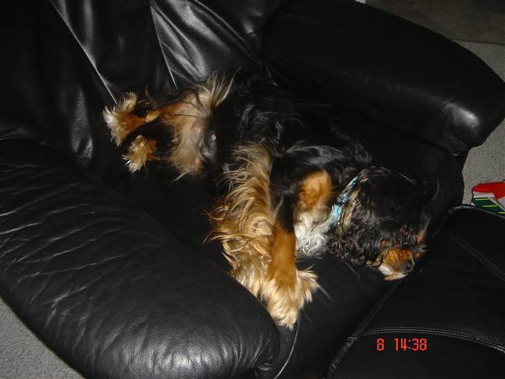 Cavalier king charles spaniel ladi - en gravid ladi venter på at hendes små børn skal komme billede 3