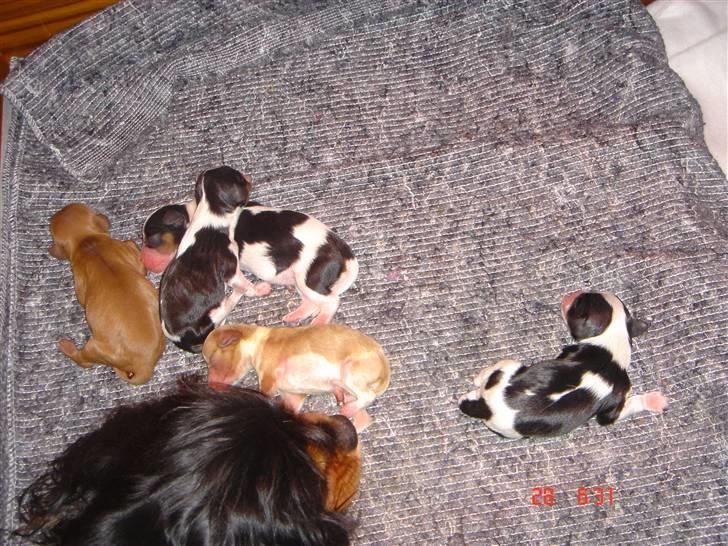 Cavalier king charles spaniel ladi - endelig kom de d 28-2.4 søde piger og en dreng  billede 4