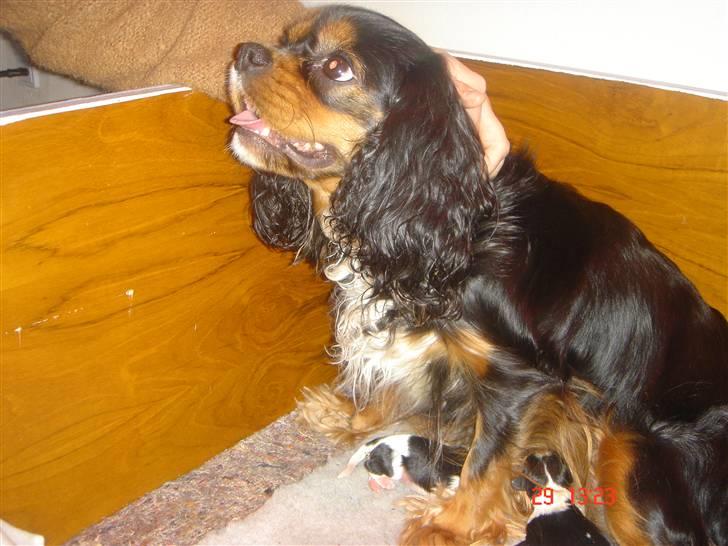 Cavalier king charles spaniel ladi - her sidder den stolte og beskyttende mor billede 5