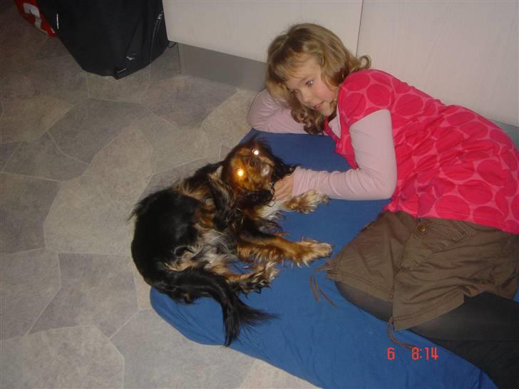 Cavalier king charles spaniel ladi - ladi og josephine hænger ud billede 6