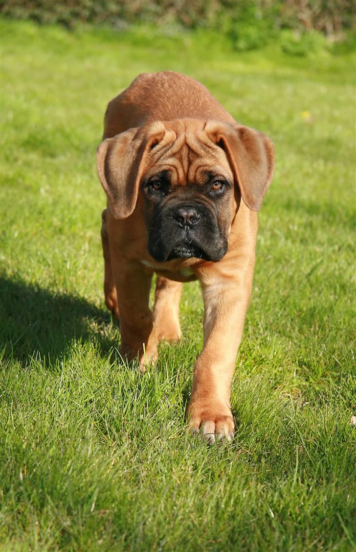 Dogue de bordeaux Saga von Nordniedersachen - Saga på jagt ;-) billede 7