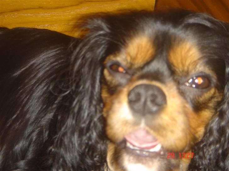 Cavalier king charles spaniel ladi - pyha det er hårdt at blive mor billede 7