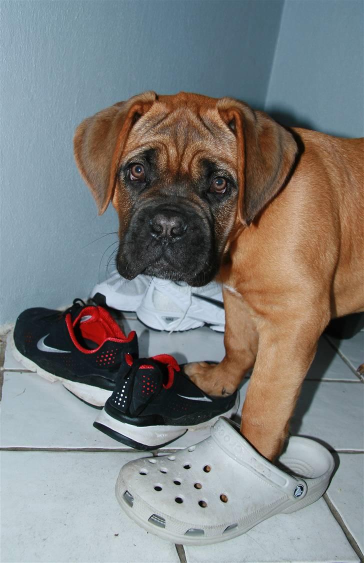 Dogue de bordeaux Saga von Nordniedersachen - Når man som jeg er en pige hund så må man vel også prøve sko ikk? billede 8