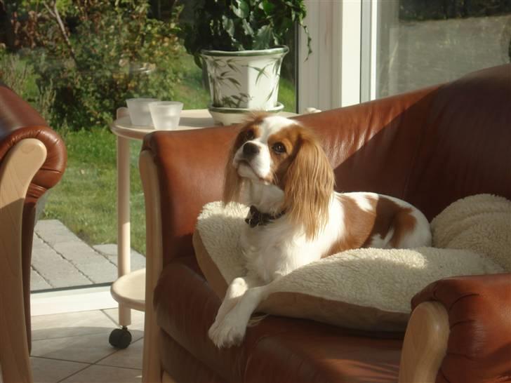 Cavalier king charles spaniel Emma billede 2