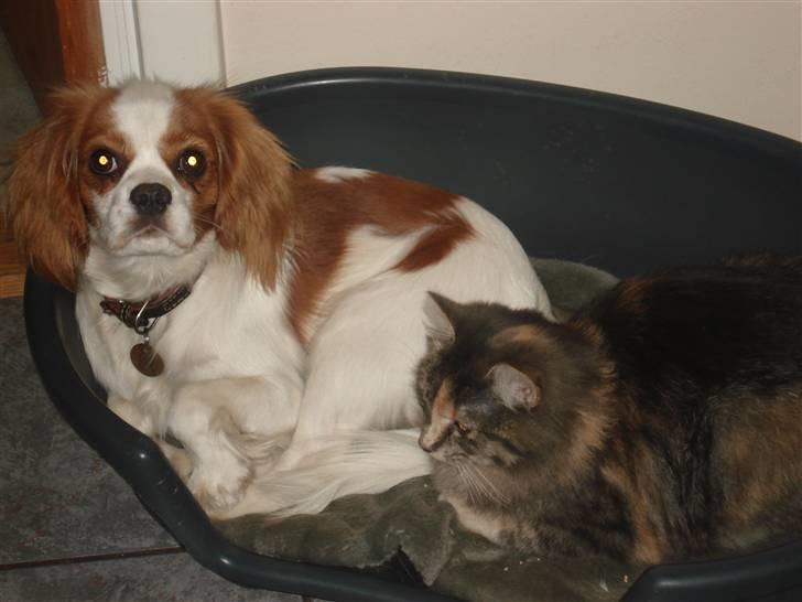 Cavalier king charles spaniel Emma billede 4