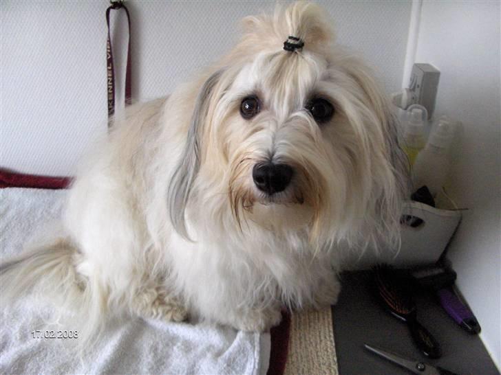 Bichon havanais Emma - Emma med sine store øjne billede 1