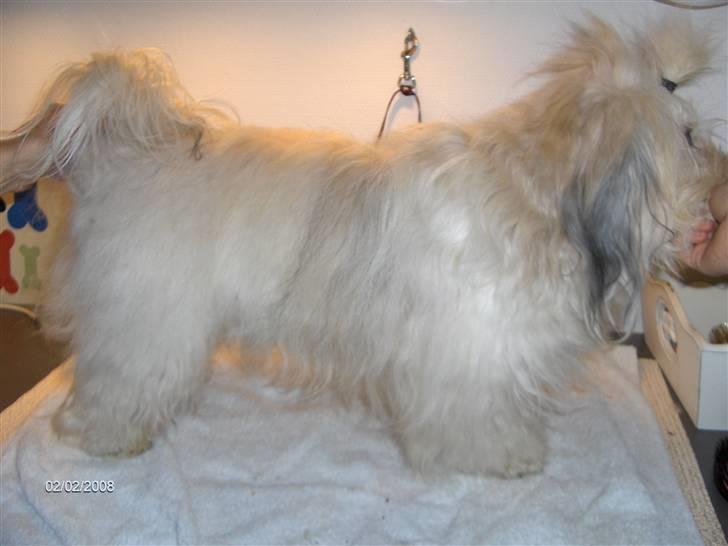 Bichon havanais Emma billede 2