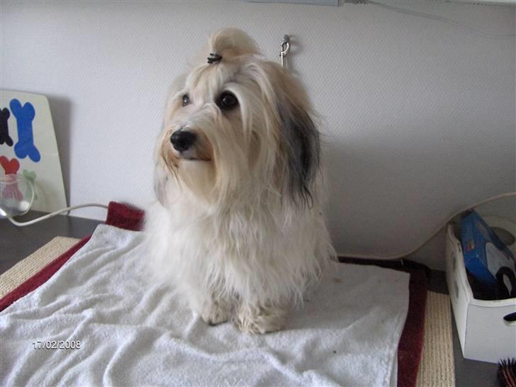 Bichon havanais Emma billede 3