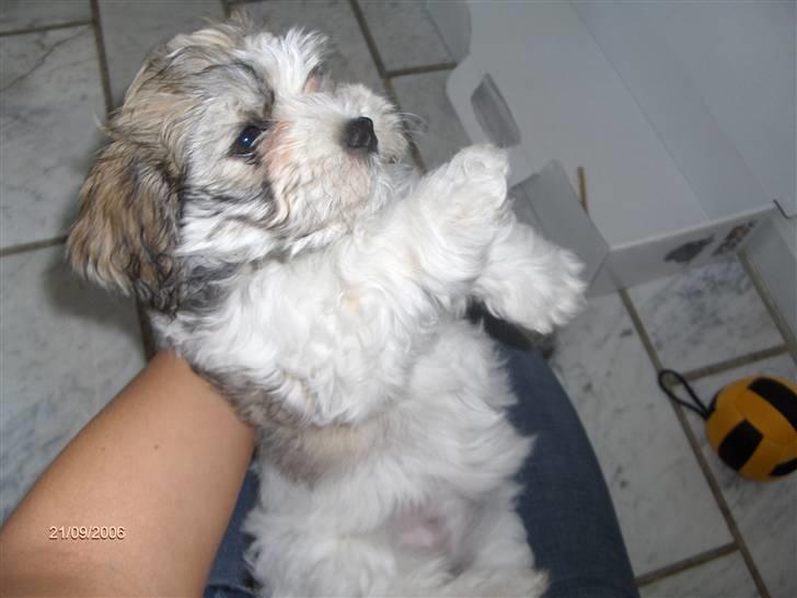 Bichon havanais Emma - Emma som hvalp billede 4