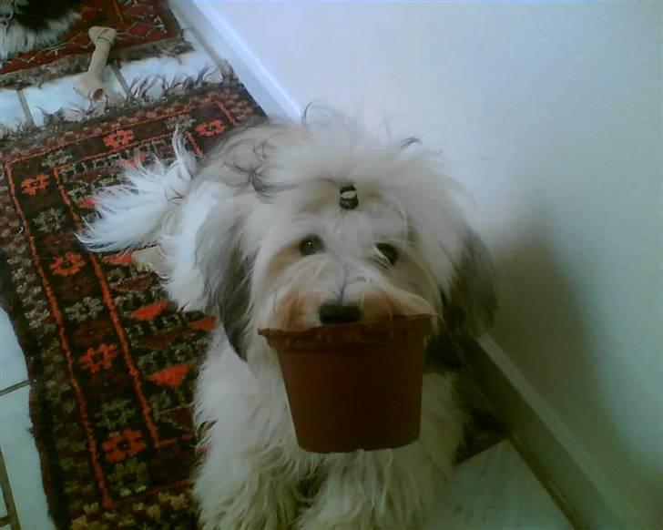 Bichon havanais Emma billede 5