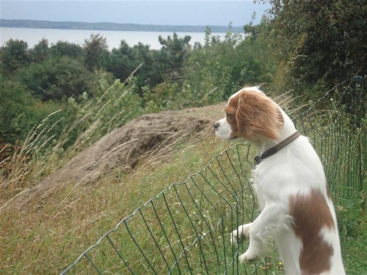 Cavalier king charles spaniel Emma billede 6