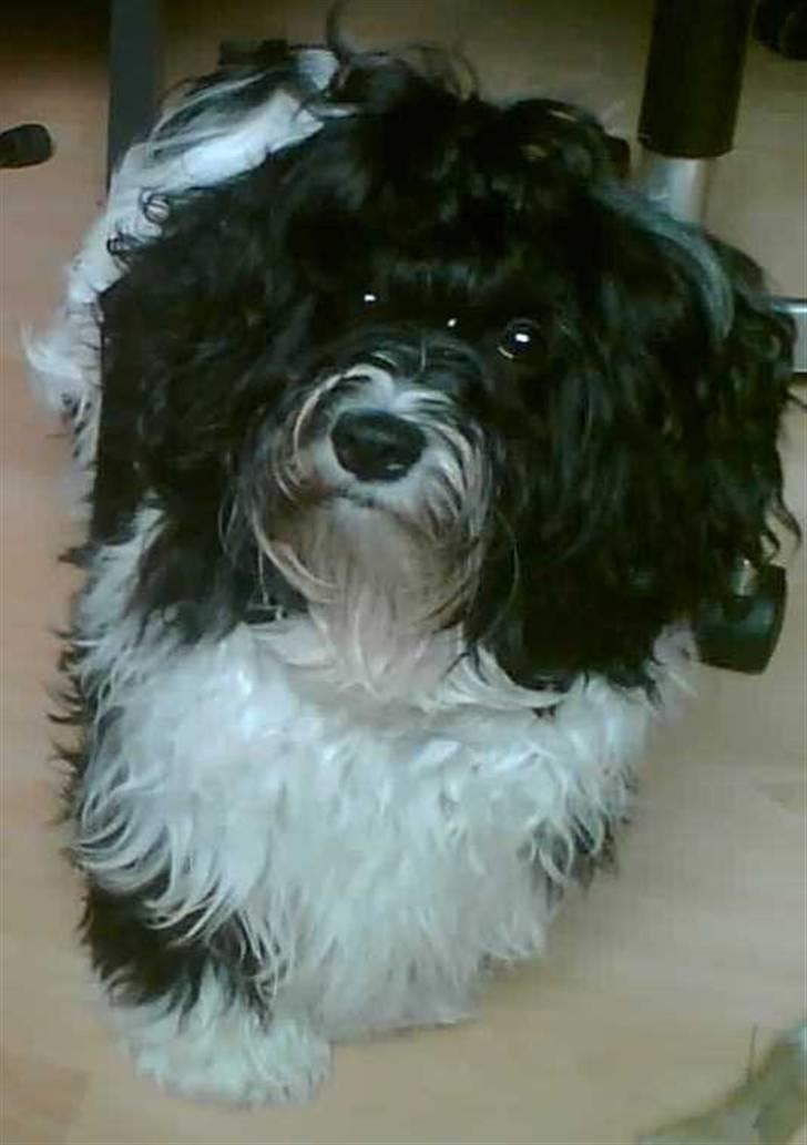 Bichon havanais Vicki billede 1