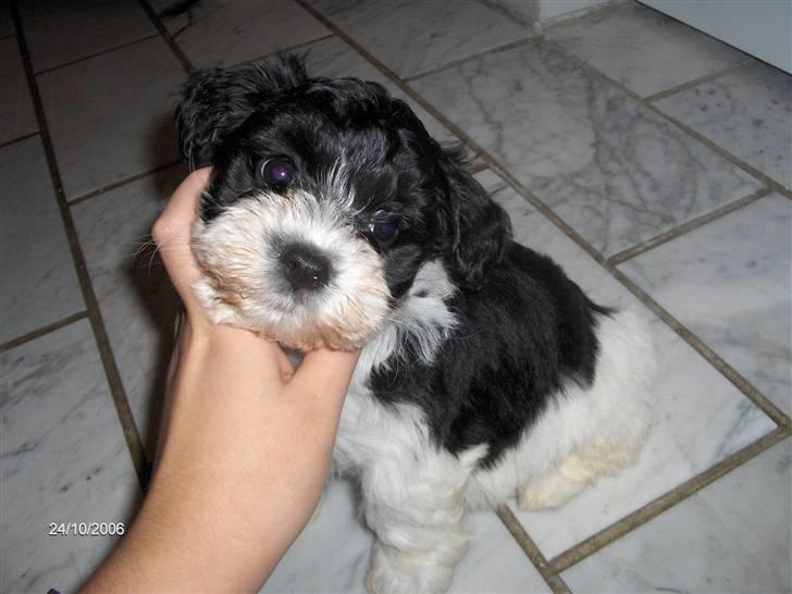 Bichon havanais Vicki billede 2