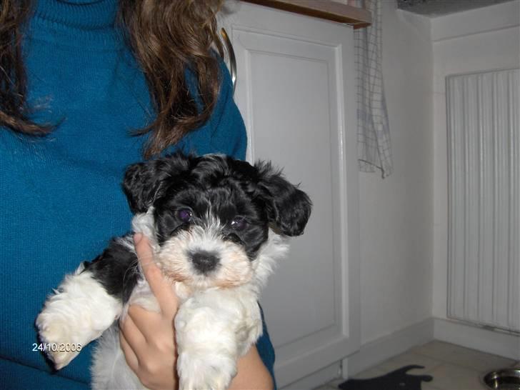 Bichon havanais Vicki billede 3
