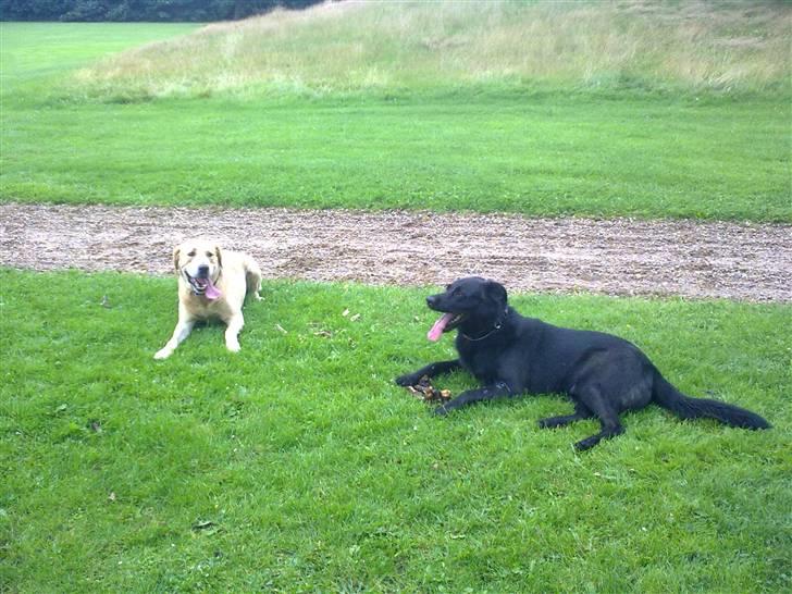 Blanding af racer Rohan billede 10