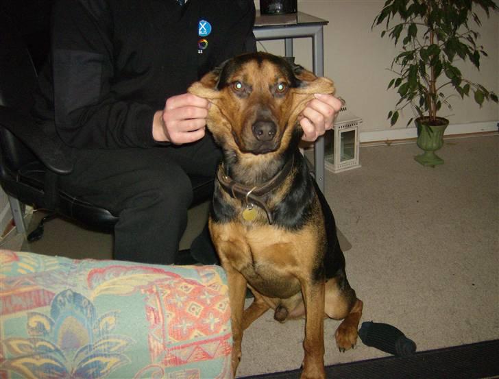 Blanding af racer ozzy billede 6