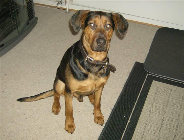 Blanding af racer ozzy billede 7