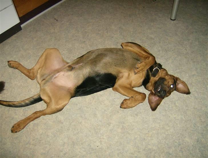 Blanding af racer ozzy billede 8