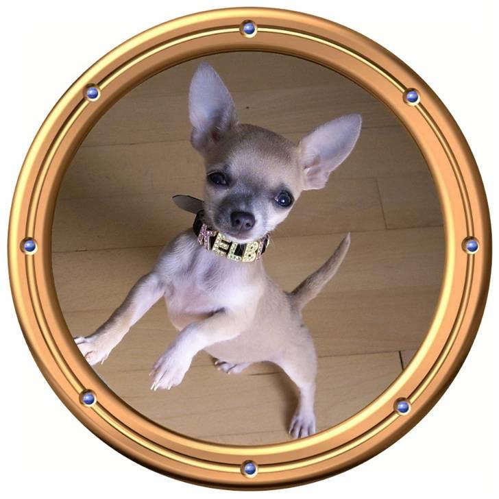 Chihuahua ~ Kelbi ~ billede 19