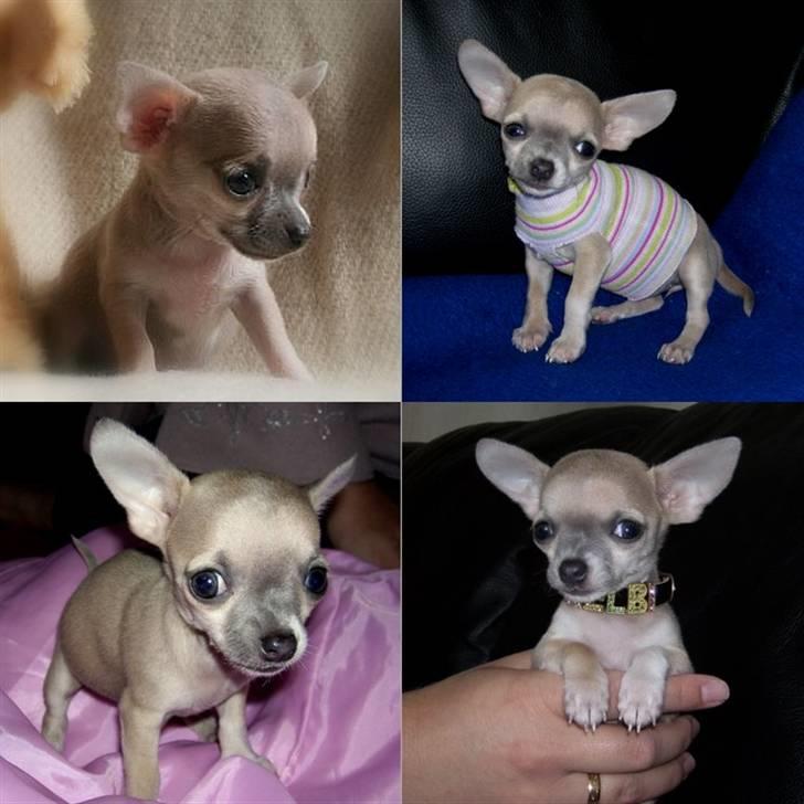 Chihuahua ~ Kelbi ~ - Kelbi (6-8 uger gammel) billede 20