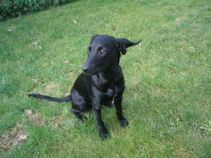 Blanding af racer Chang billede 5