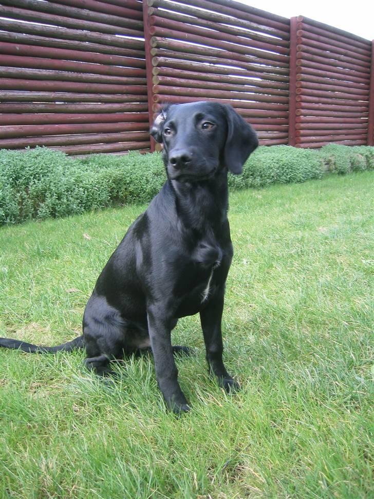 Blanding af racer Chang billede 6